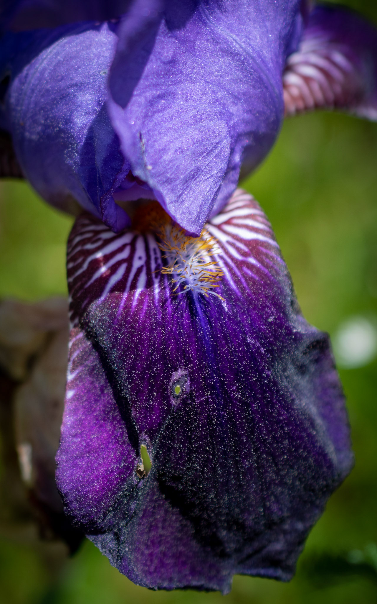 Purple Iris with Pollen