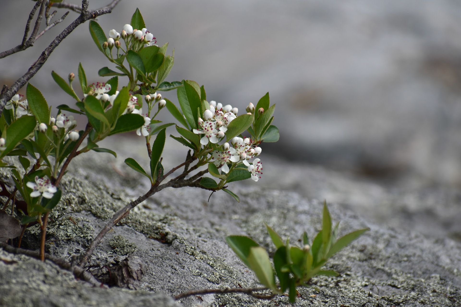 Red Chokeberry Flowers by Rocks