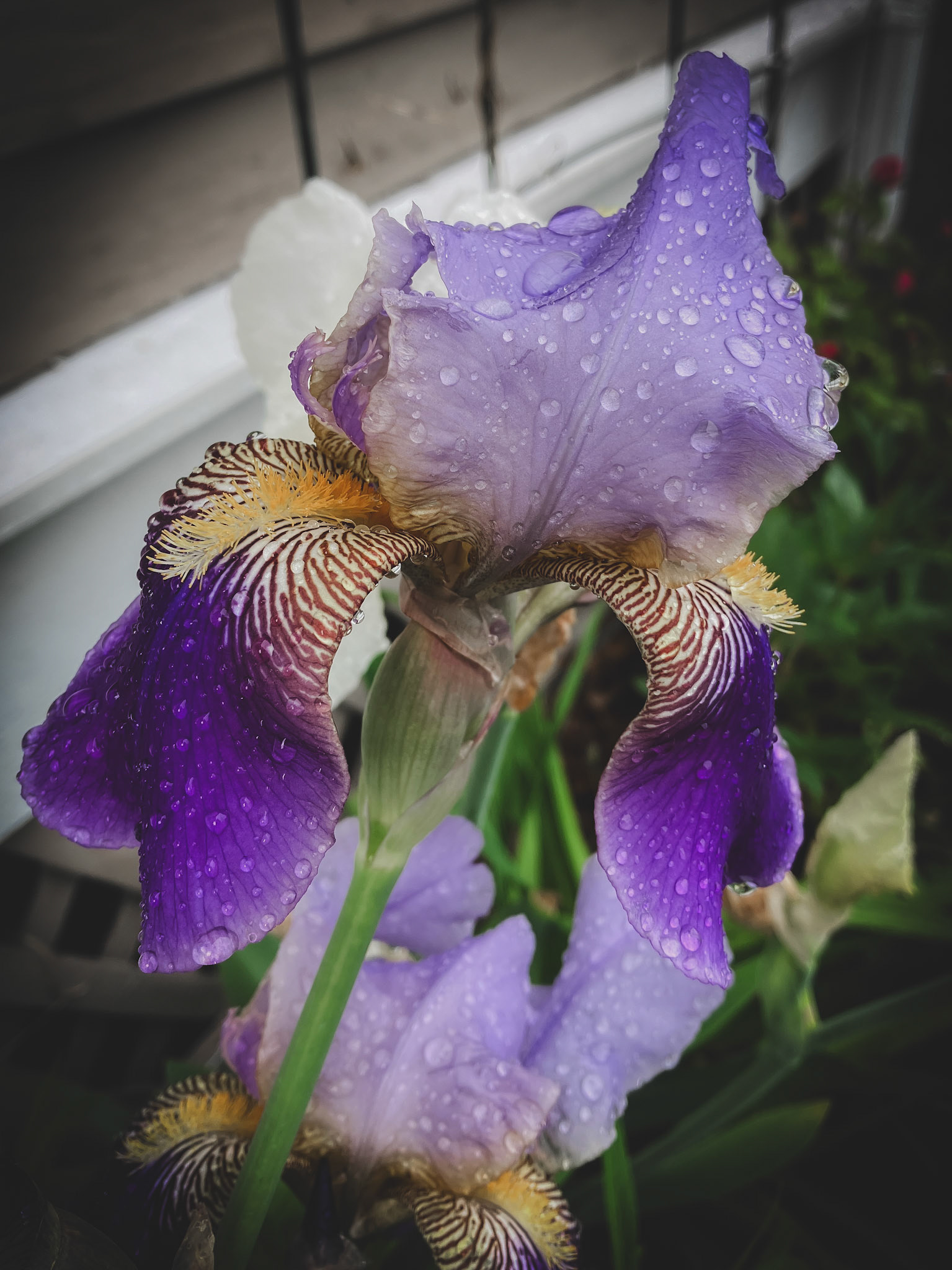Purple and Orange Iris with Raindrops