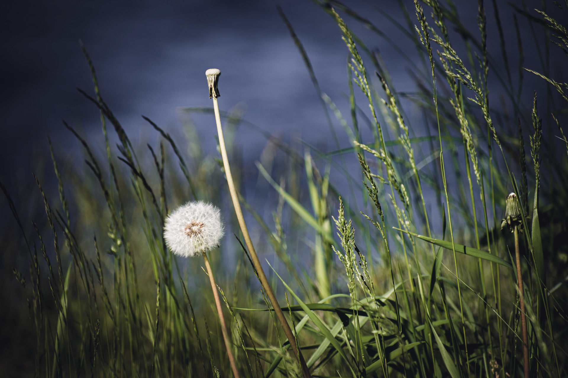 Dandelion by the Sea