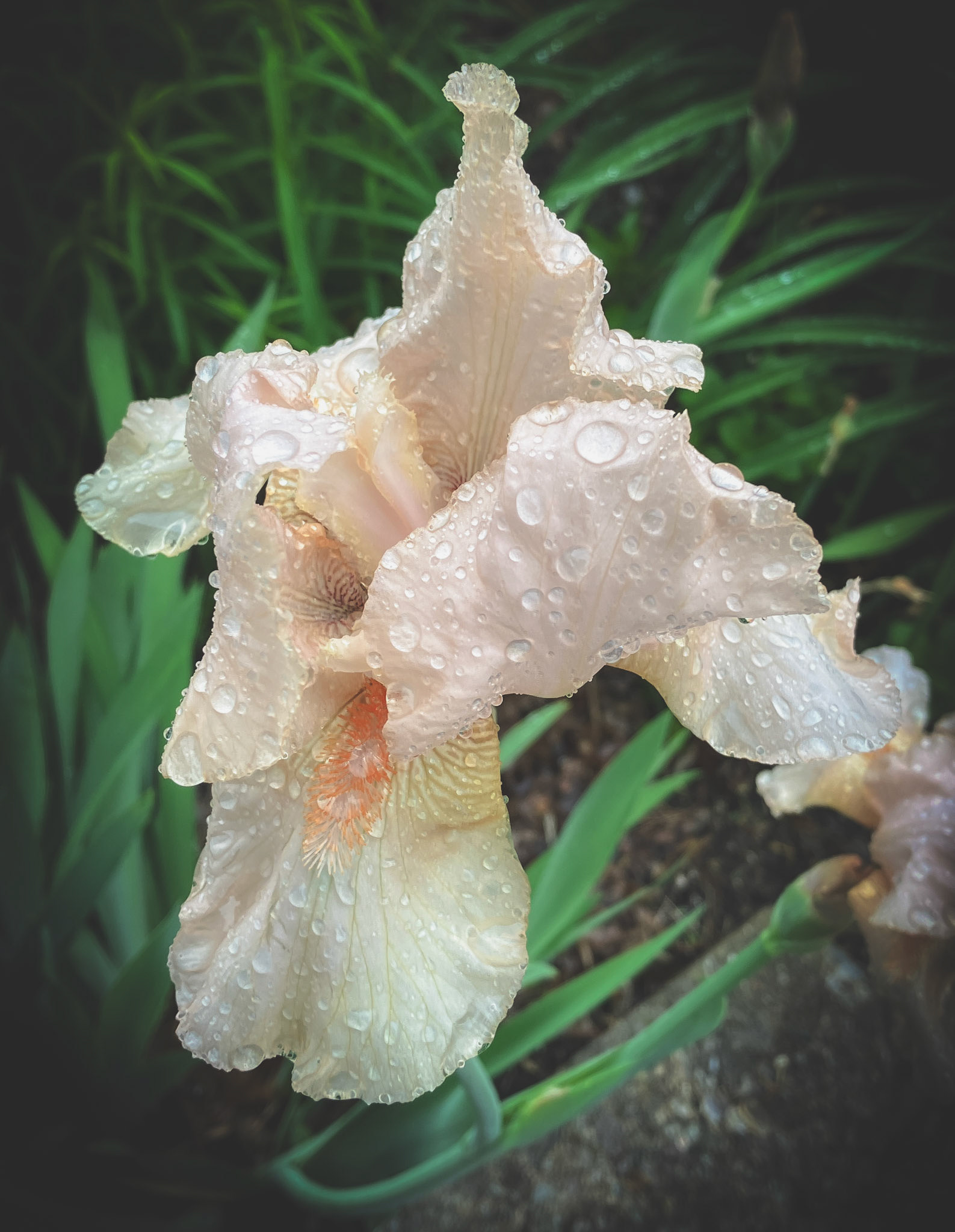 Peach Iris with Raindrops
