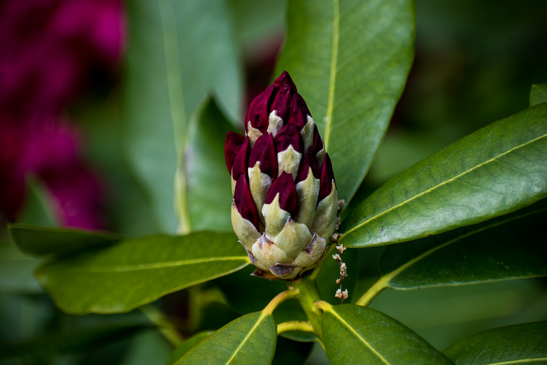 Rhododendron Bud