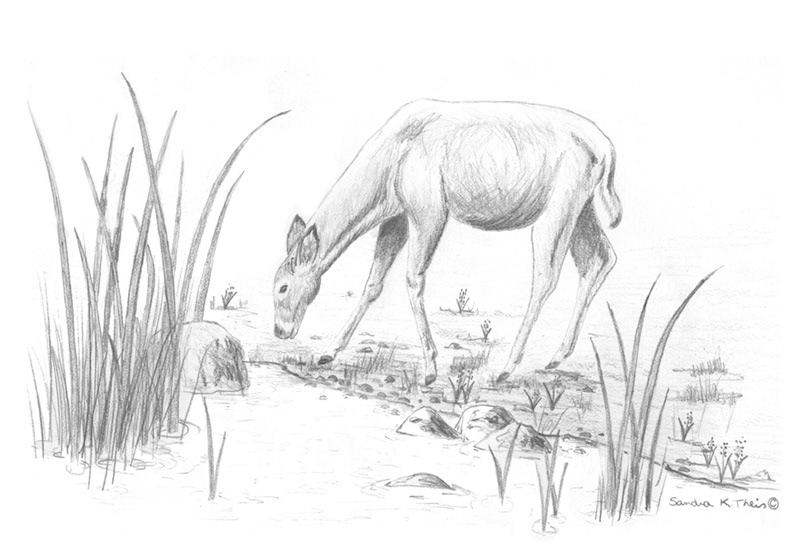 Doe By Water