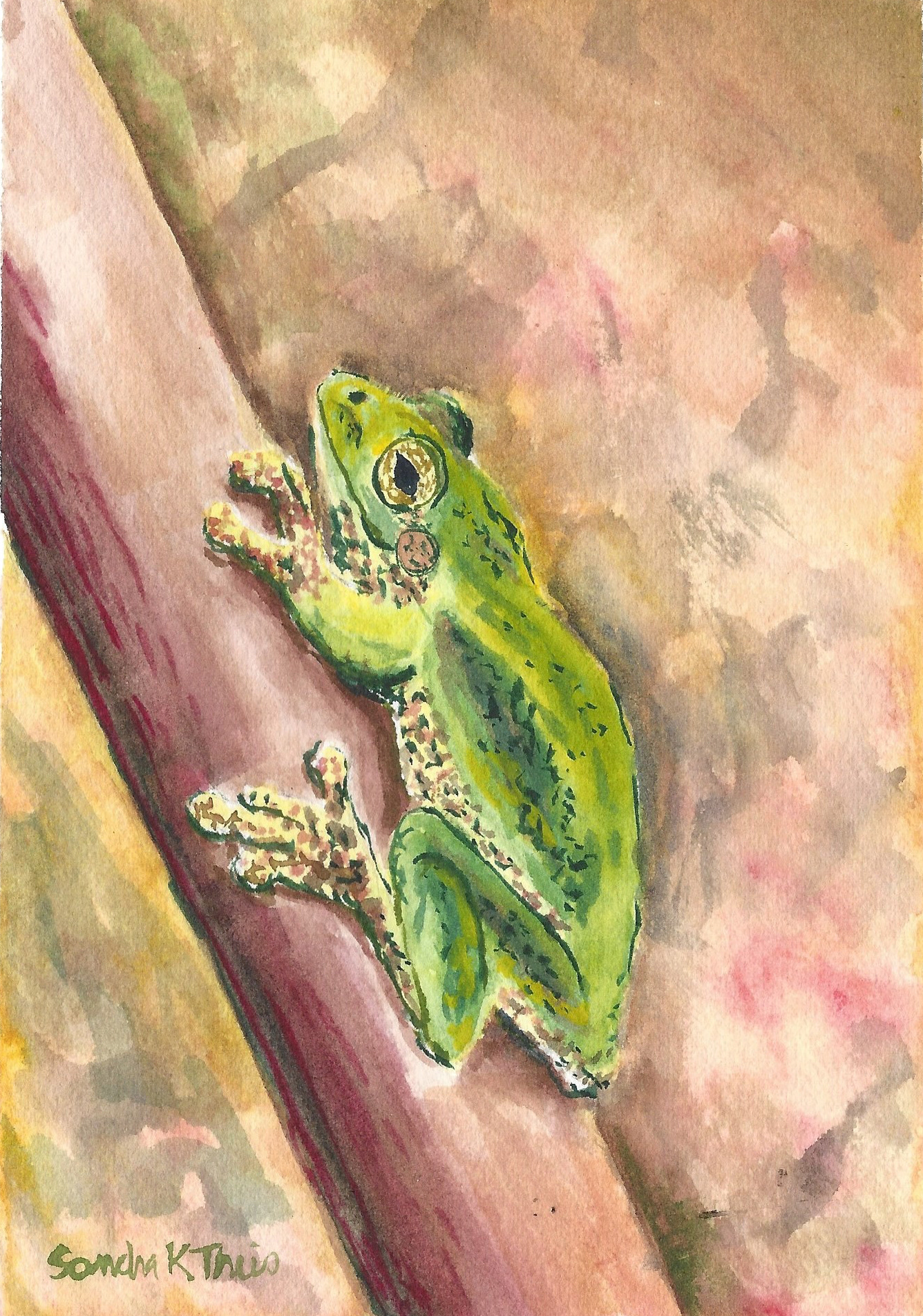 Tree Frog