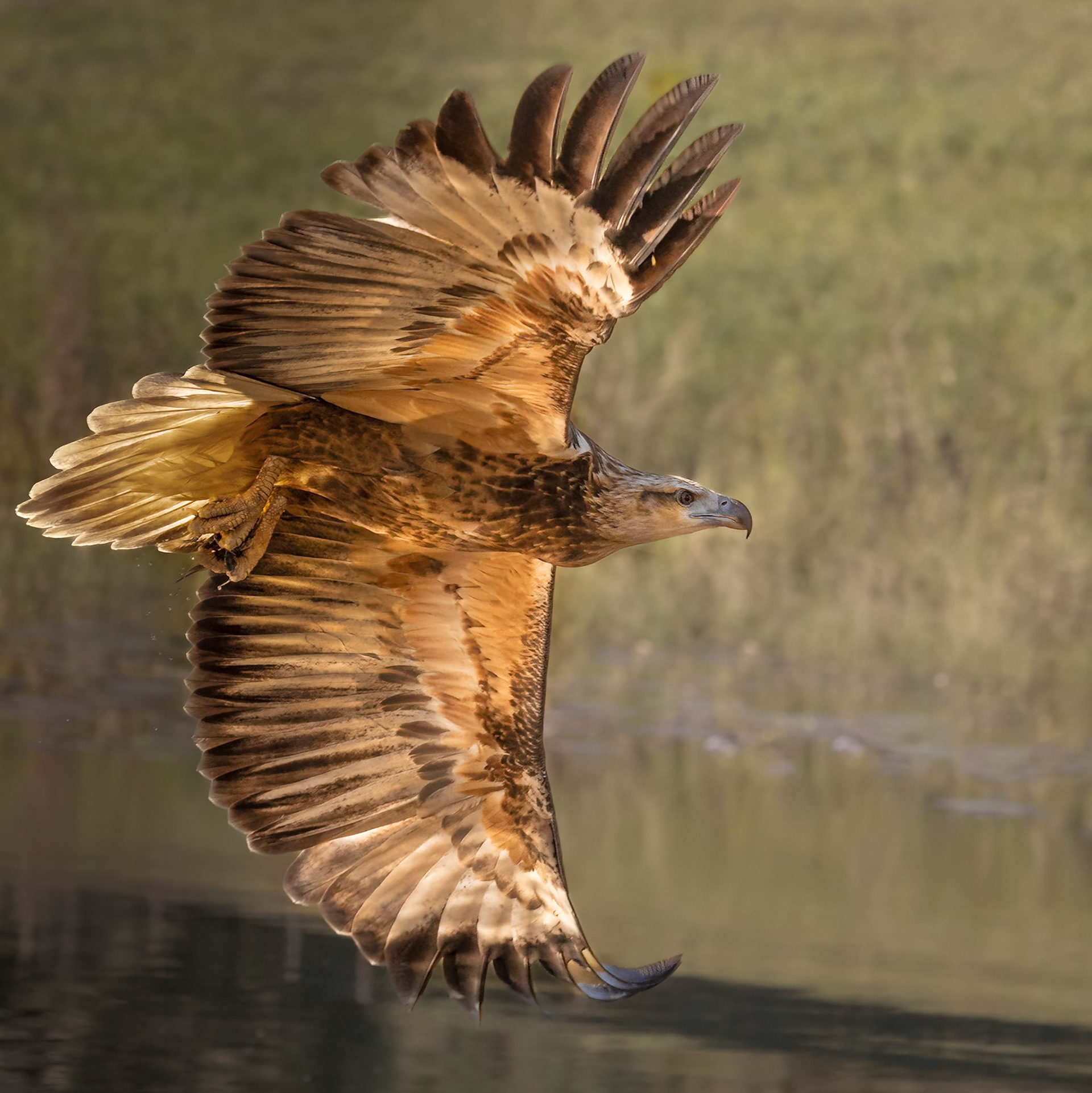 Young Sea Eagle