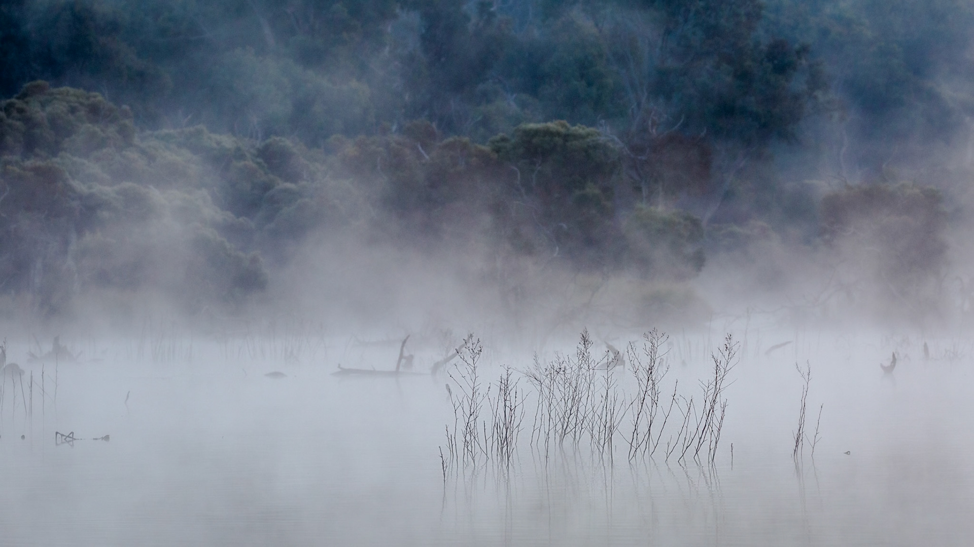 Early Morning Mist One
