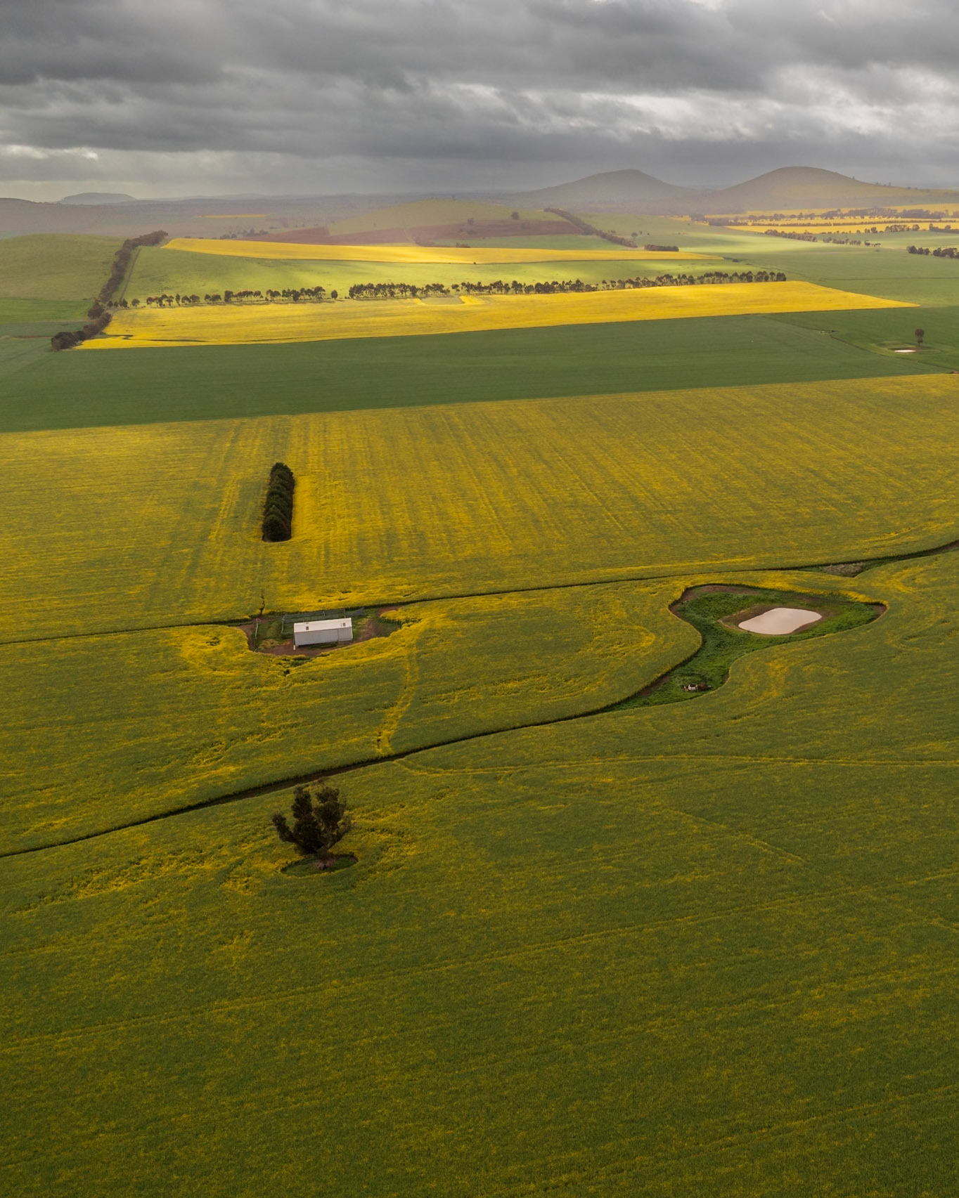 Canola Fields Oct 24