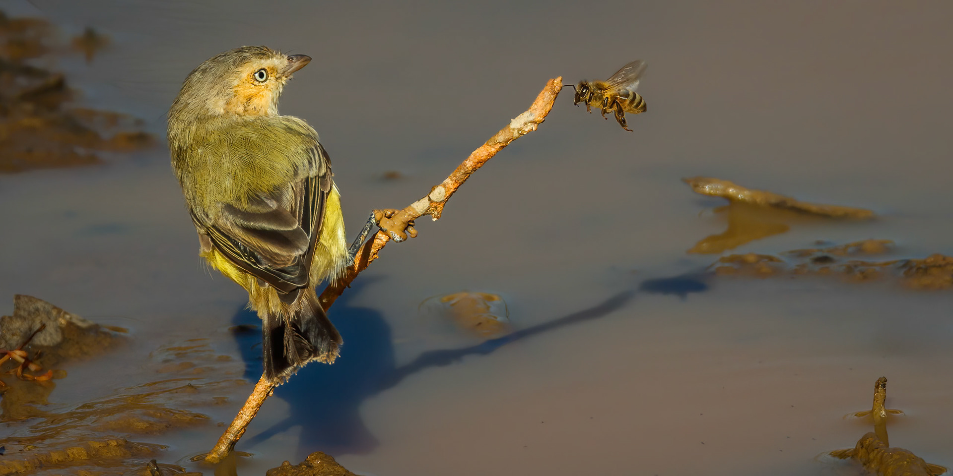 Weebill
