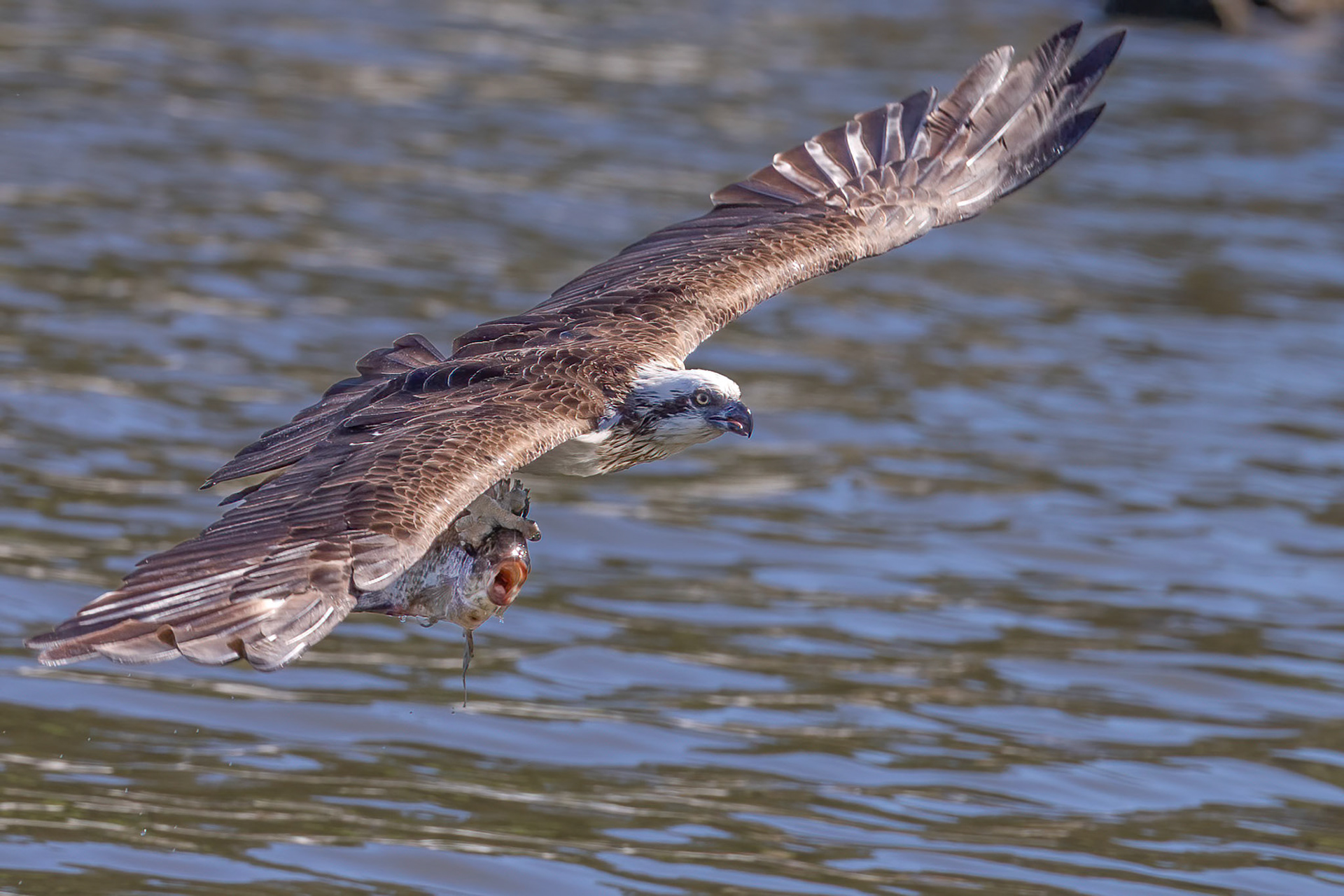 Grab and Glide