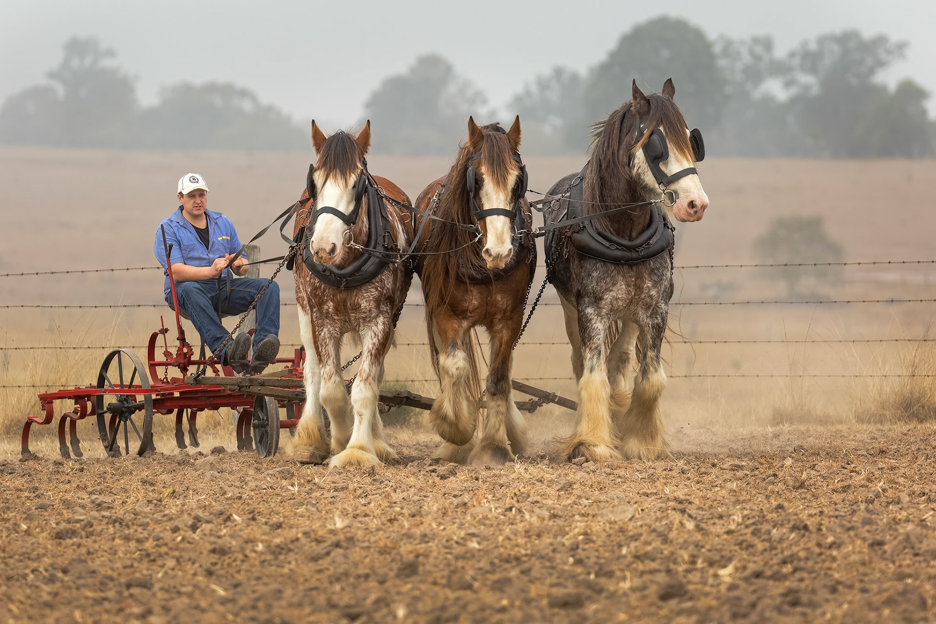 Trio of Clydesdales