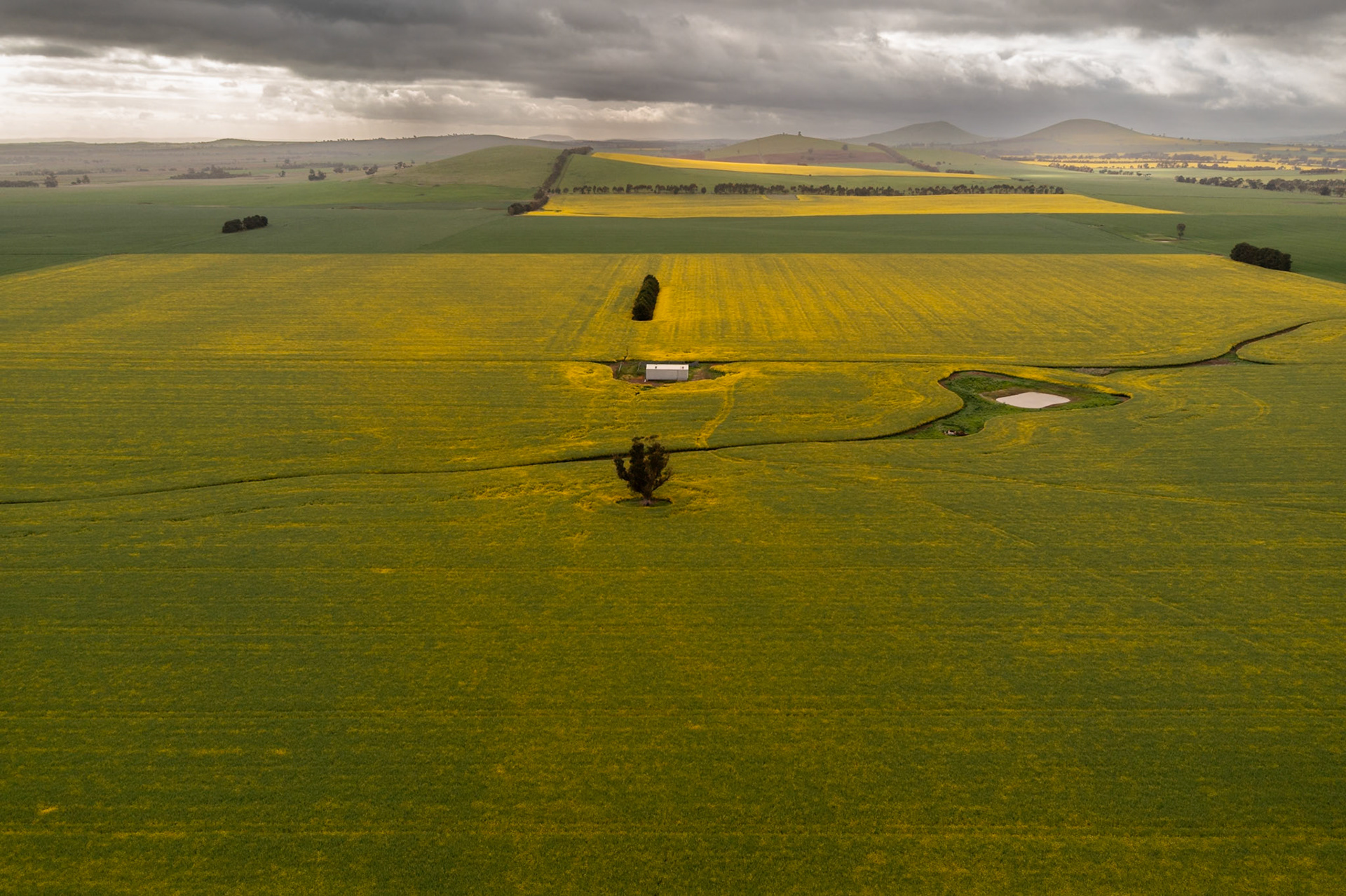 Canola Fields Oct 24
