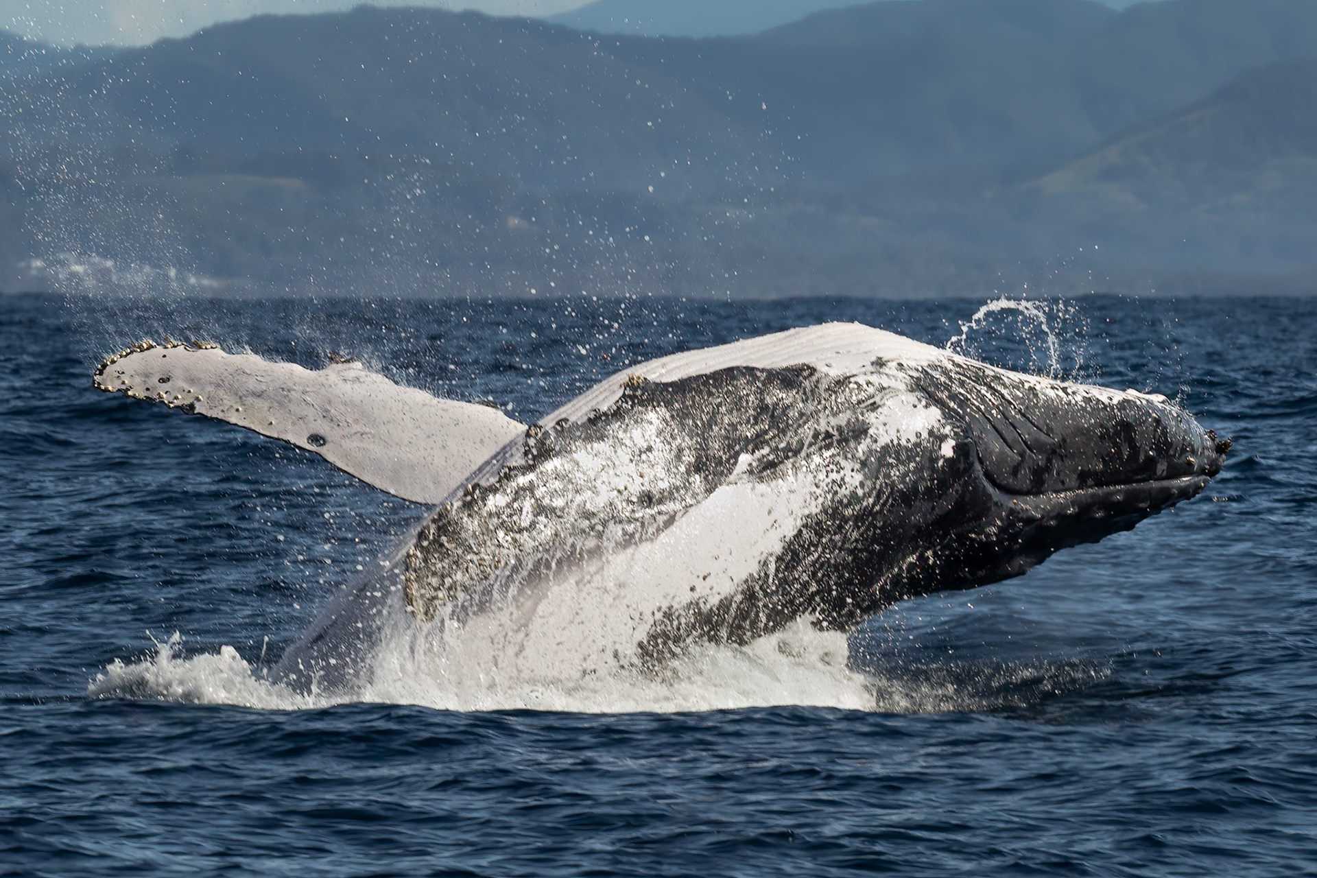 Whale Fun