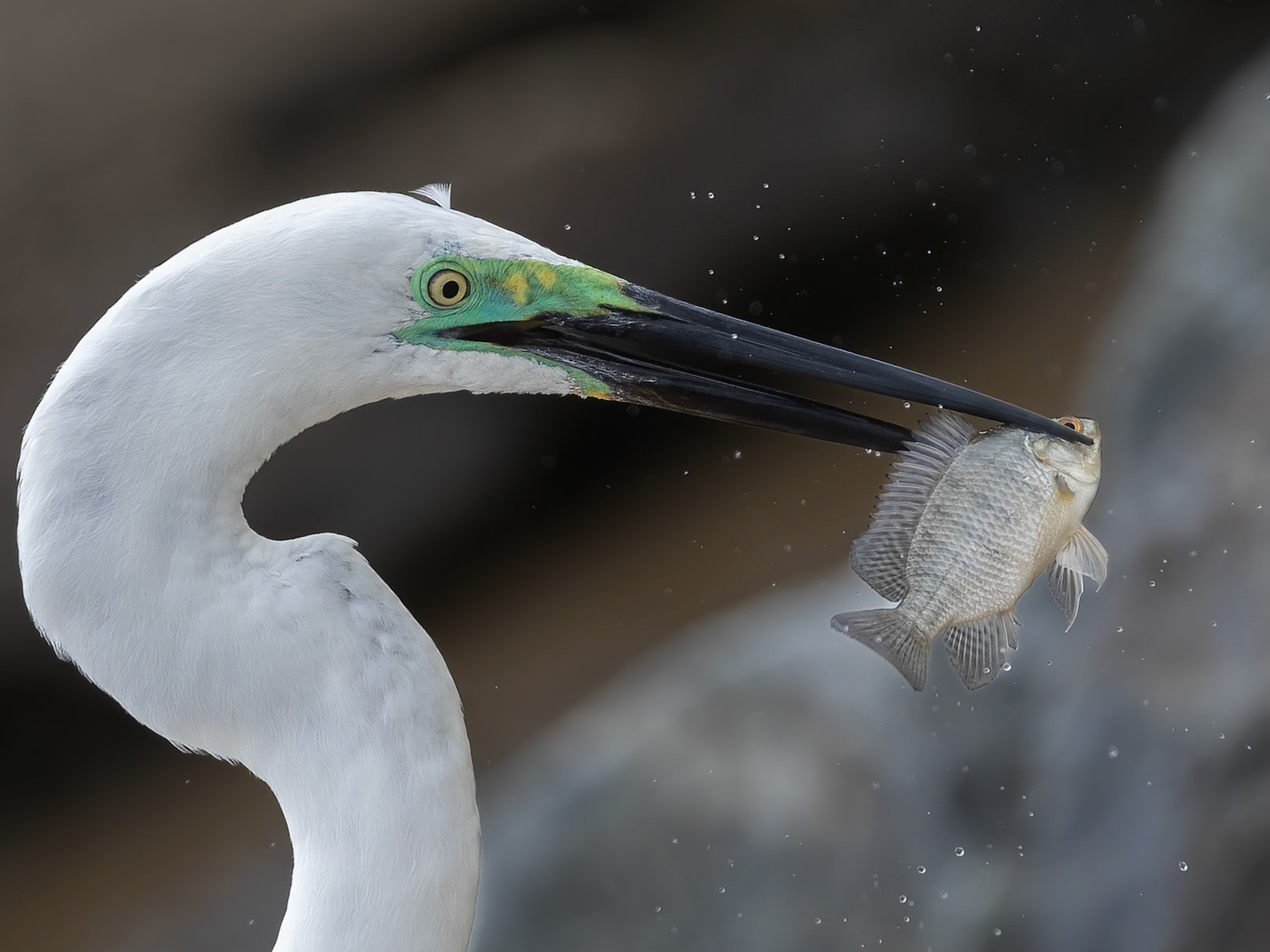 Beak N Fish