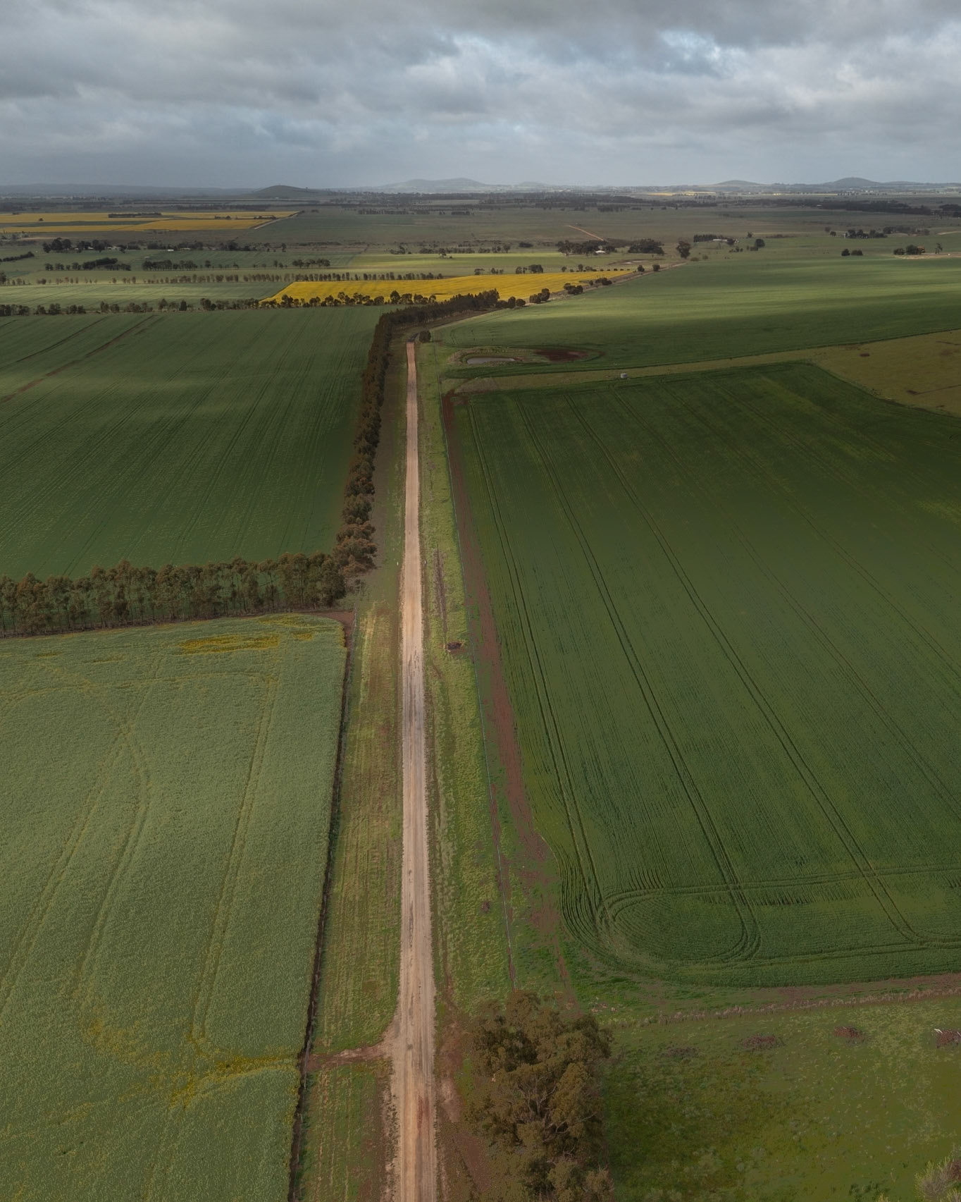 Canola Fields Oct 24