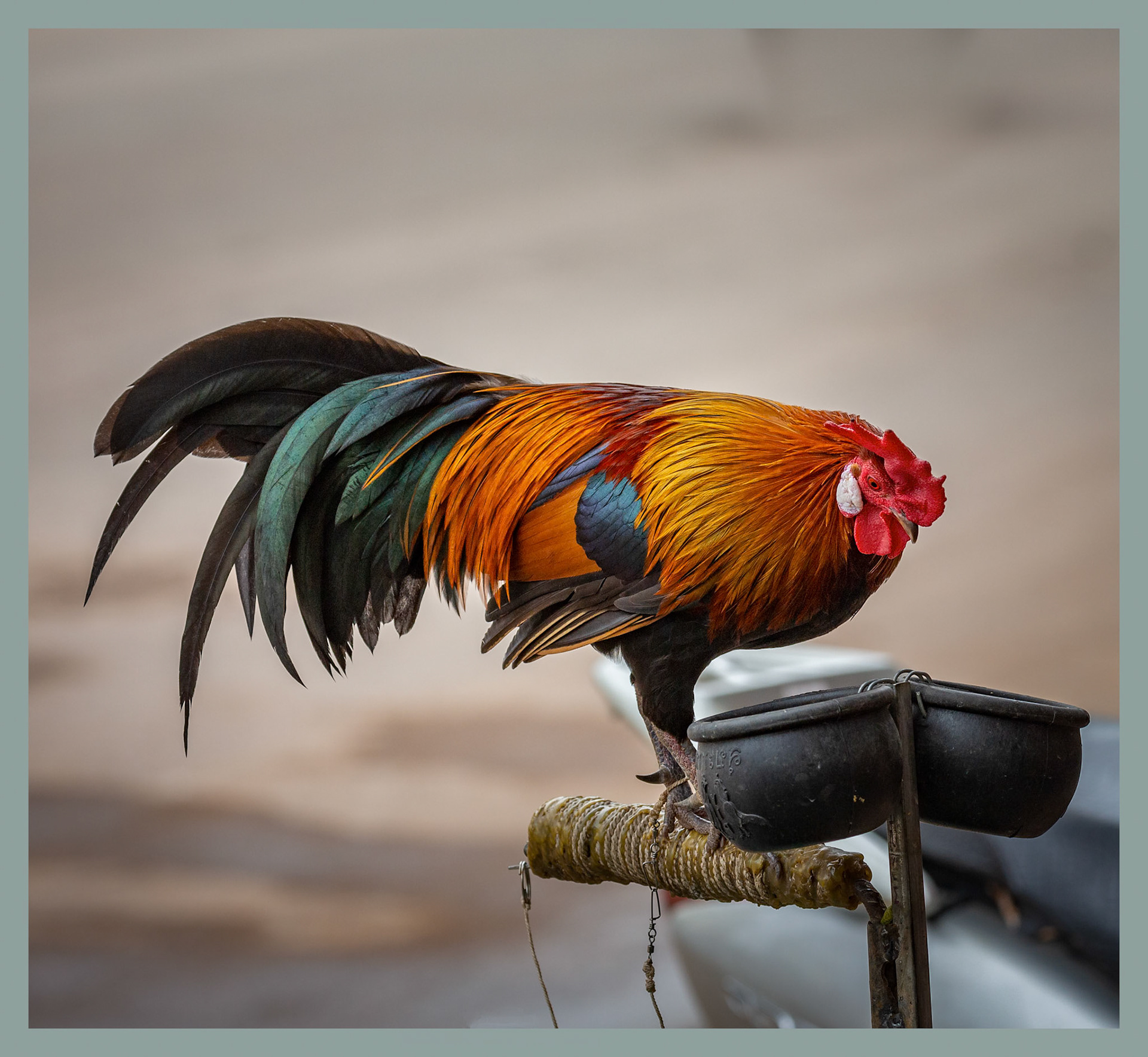 Colorful But Captured