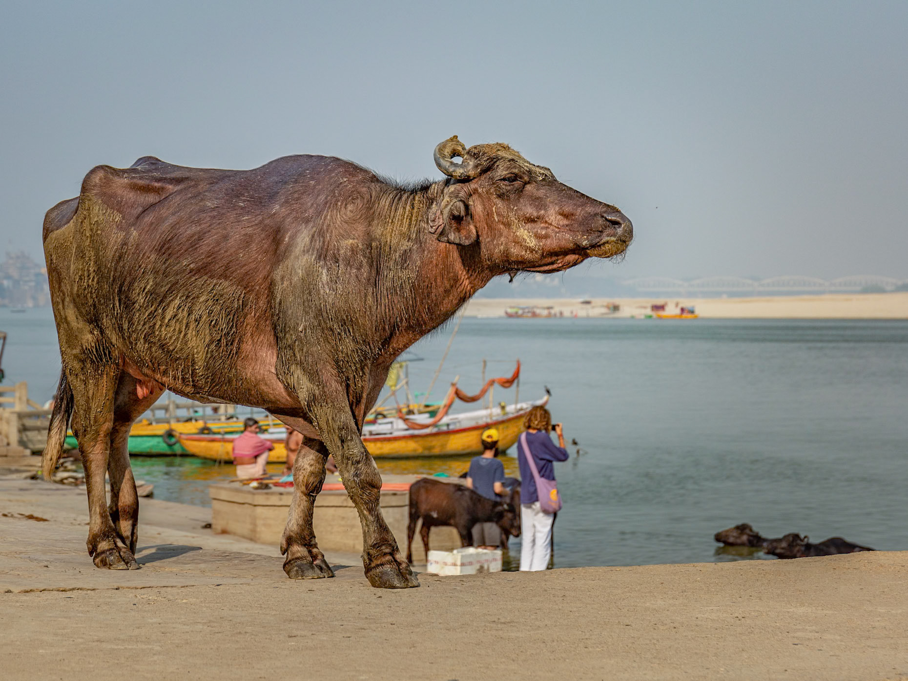 Water Buffalo in Varanasi