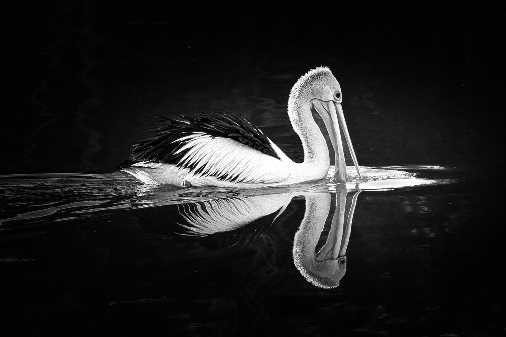 Pelican Reflection