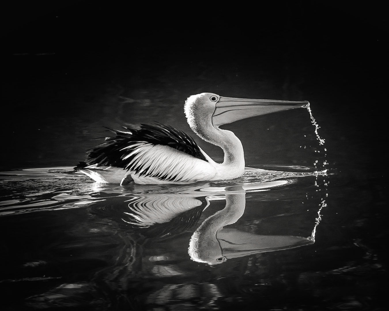 Pelican Beak Drops Reflection