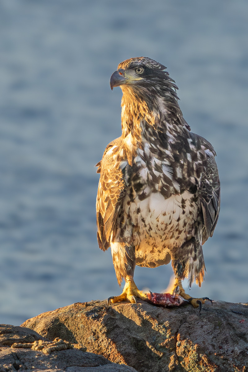 Immature Bald Eagle