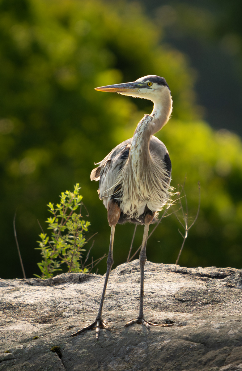 Great Blue Heron