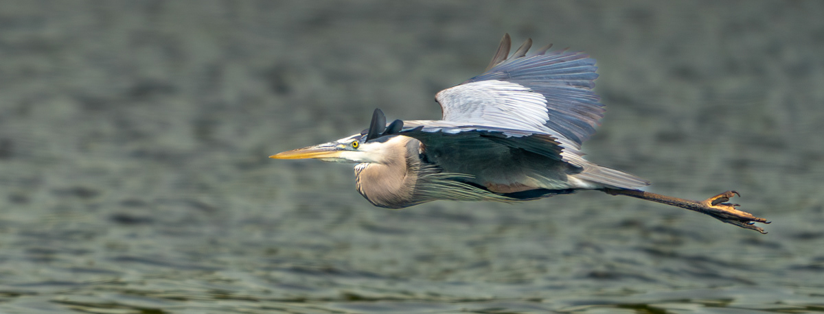 Great Blue Heron