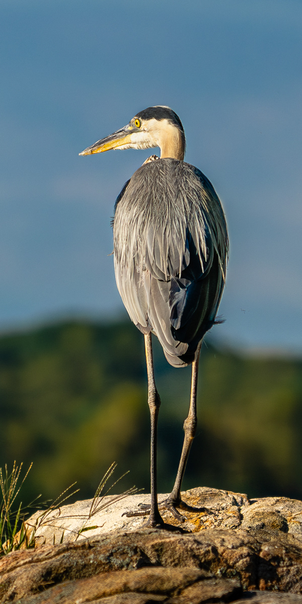 Great Blue Heron