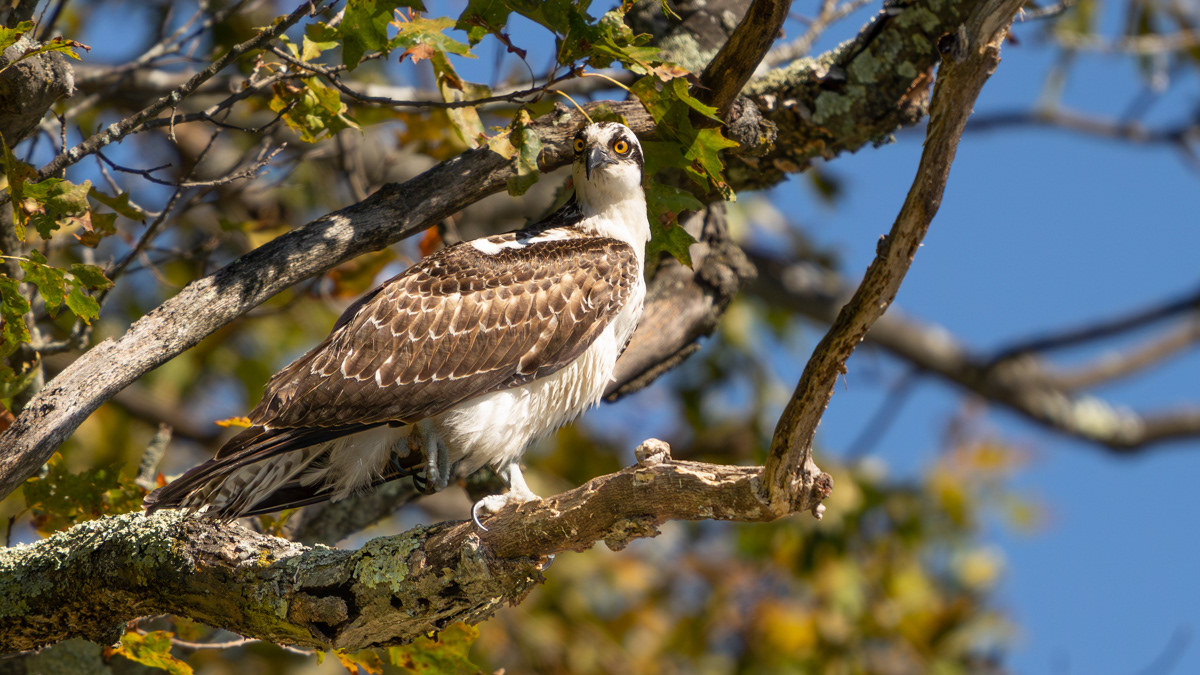 Osprey