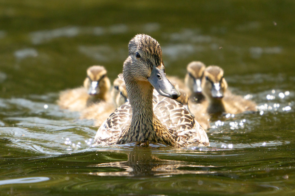 Mallard Duck