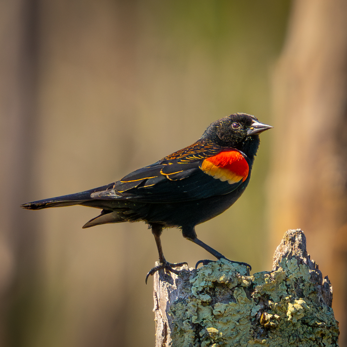 Red Wing Black Bird