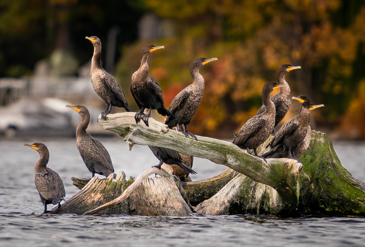 Cormorant