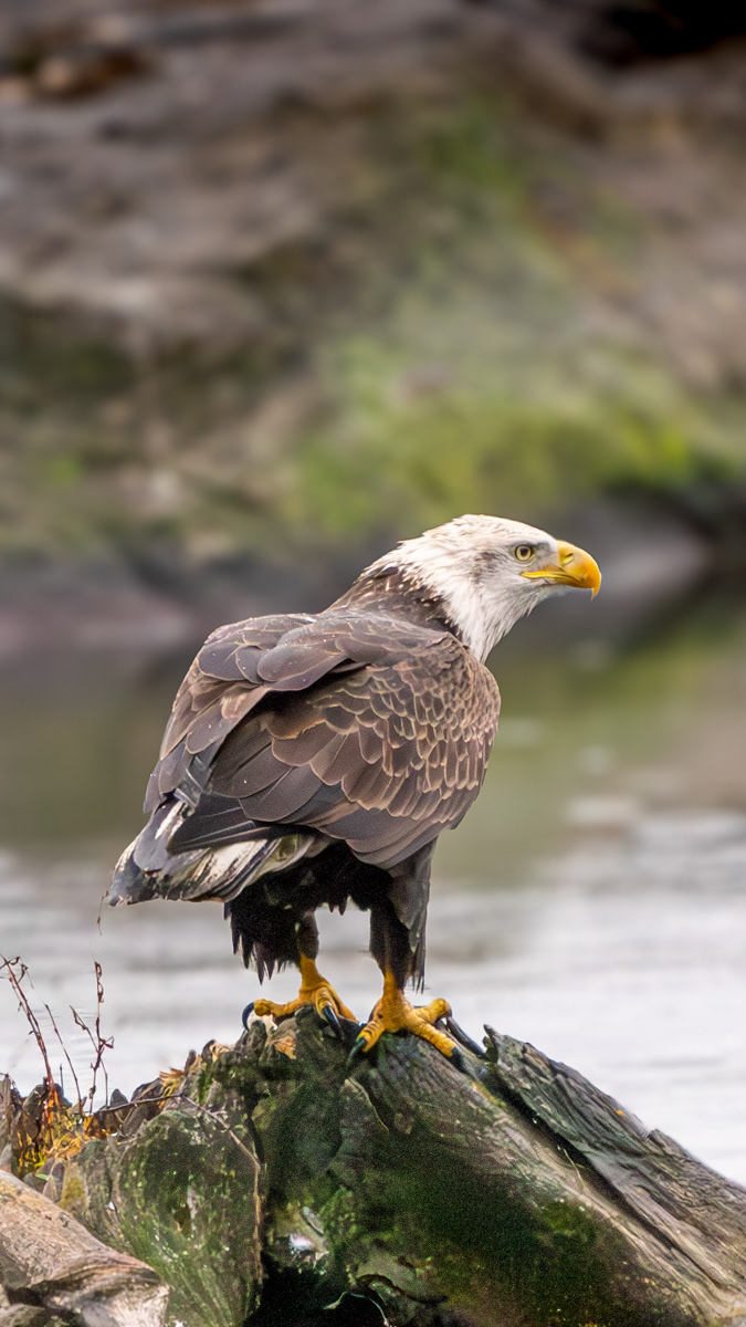 Bald Eagle