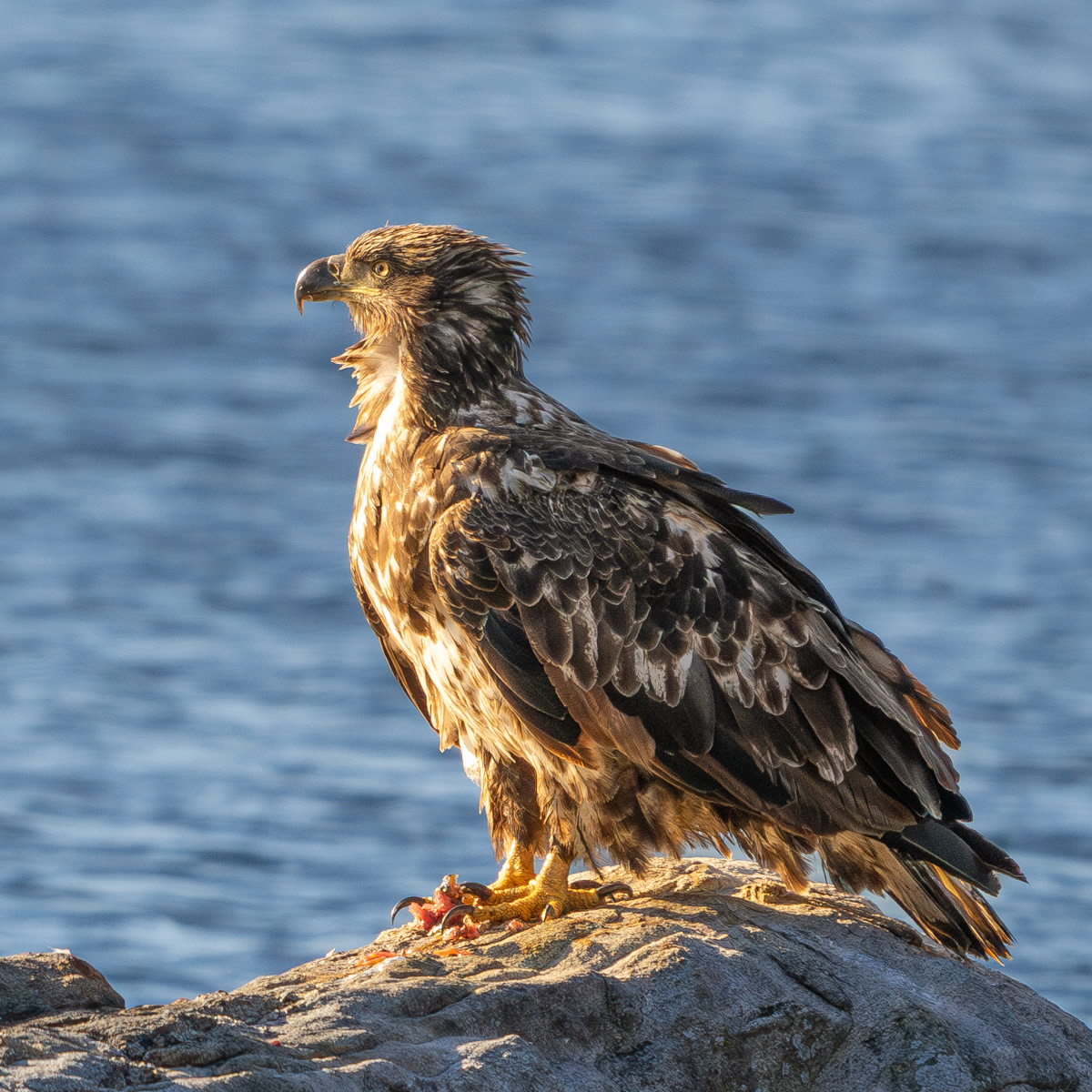 Immature Bald Eagle