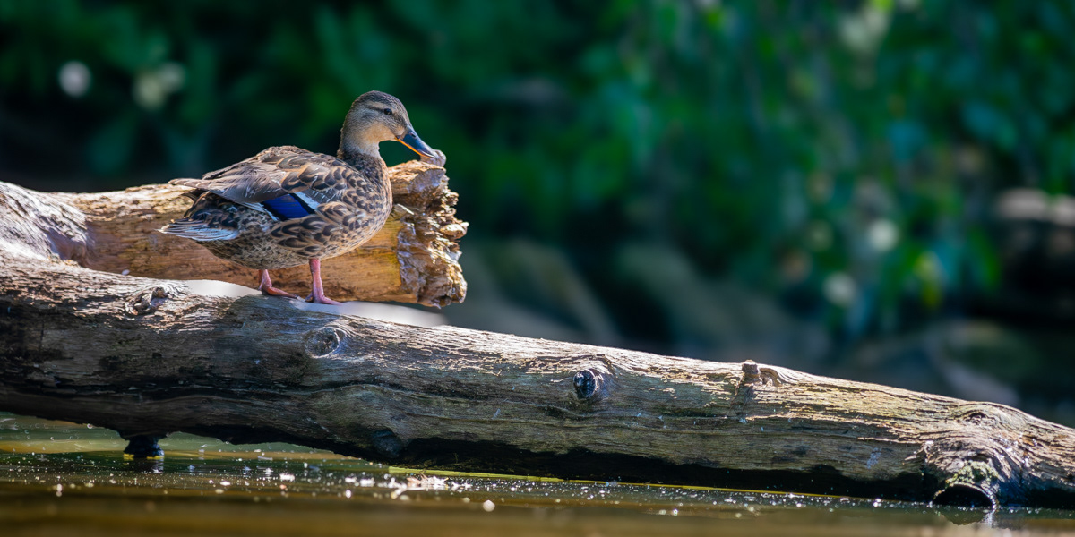 Mallard Duck