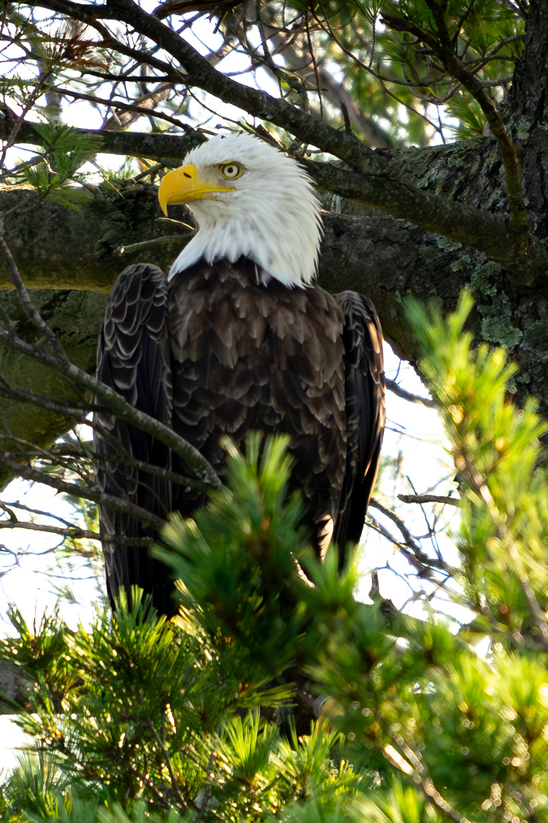 Bald Eagle