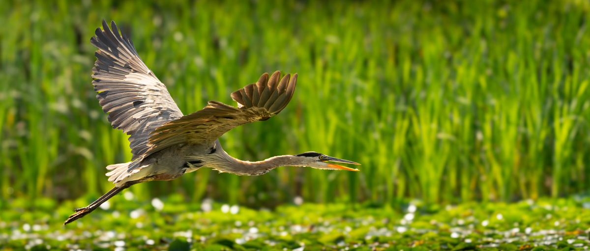 Great Blue Heron