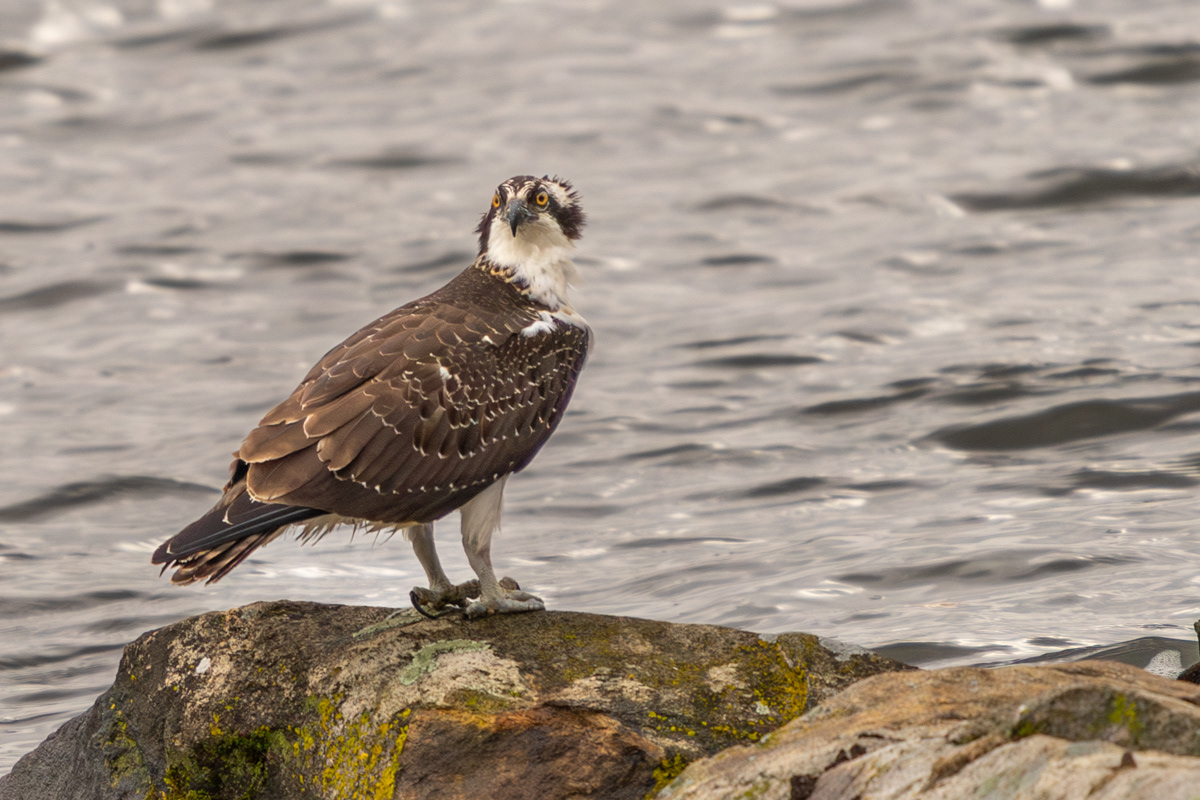 Osprey