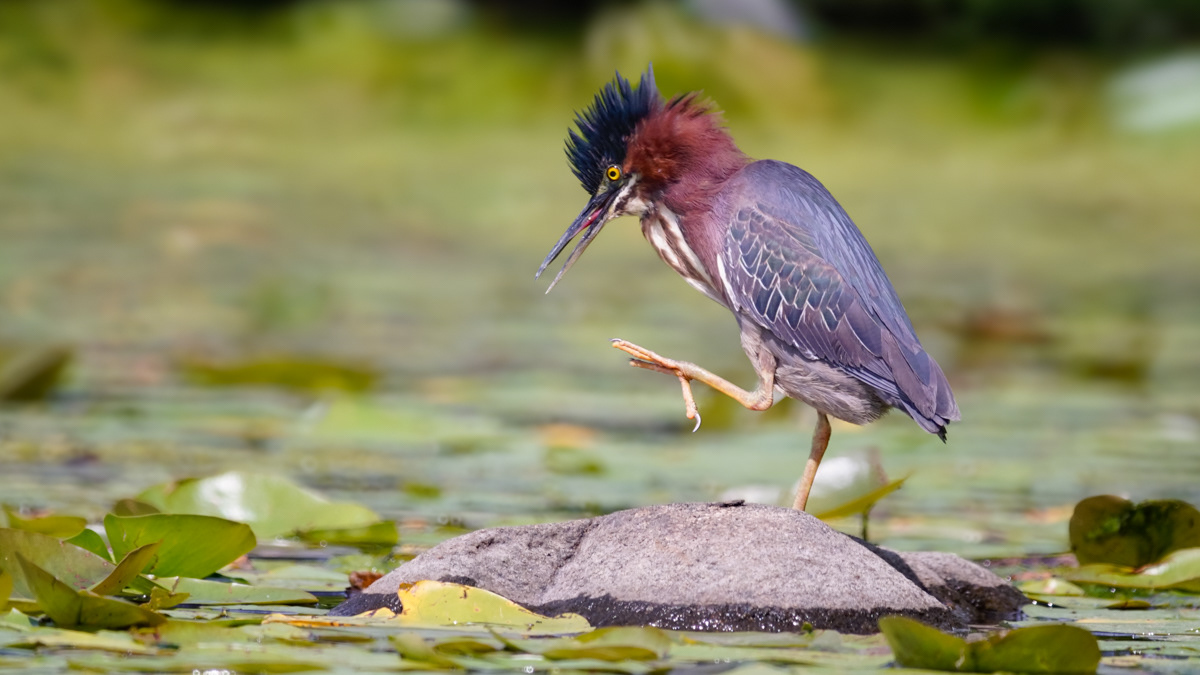 Green Heron