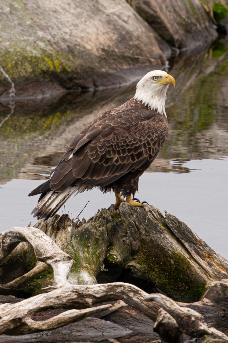 Bald Eagle