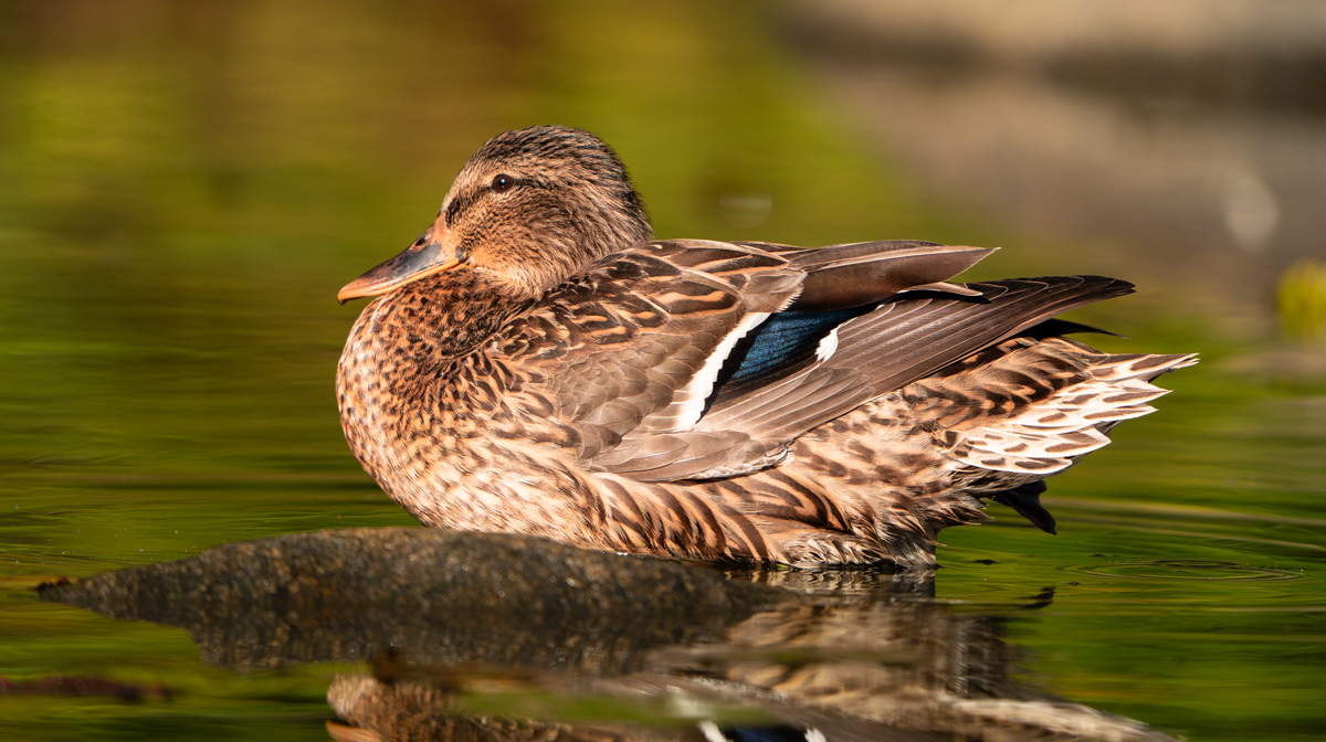 Mallard Duck