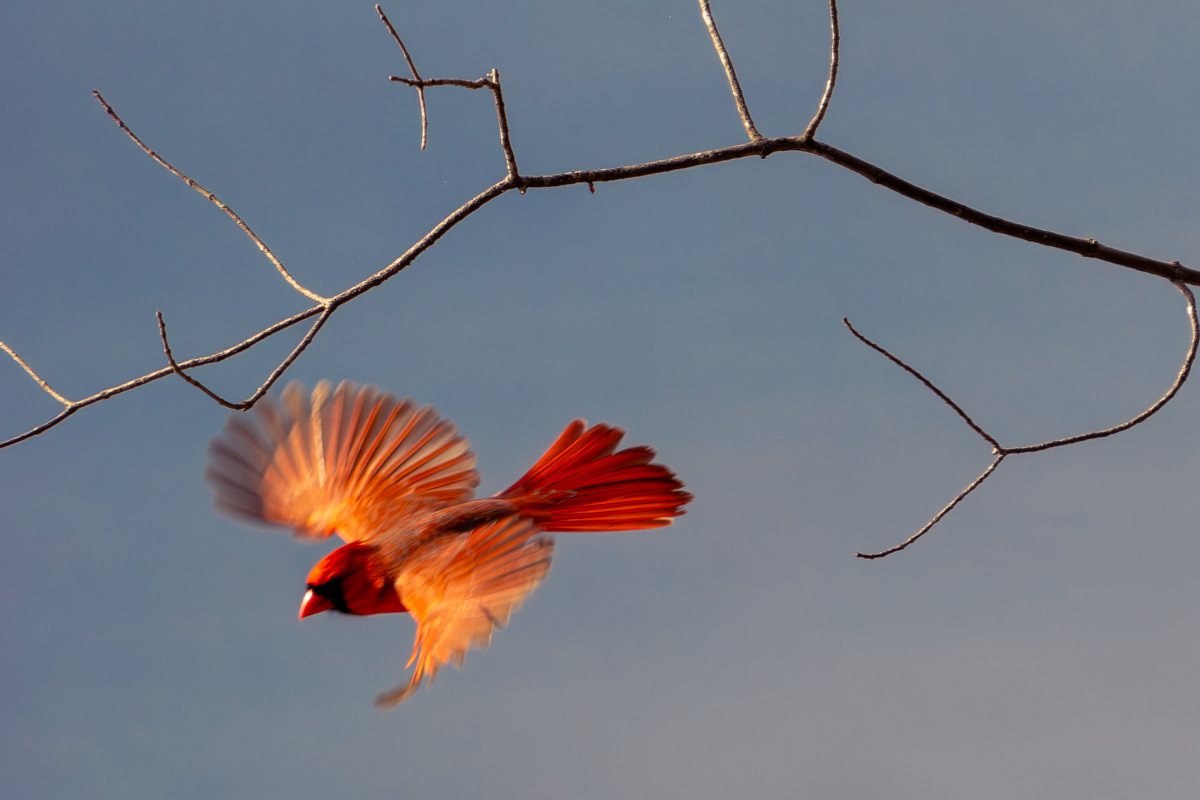 Native American traditions, the red cardinal is seen as a messenger from the spirit world