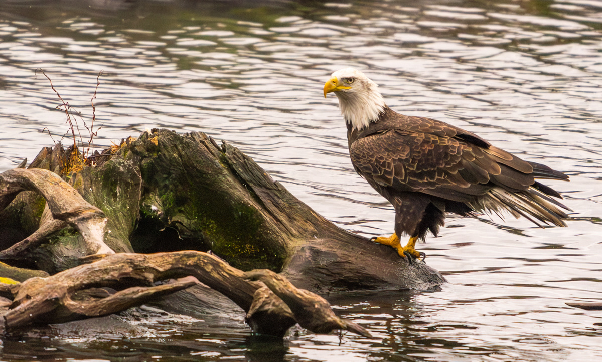Bald Eagle