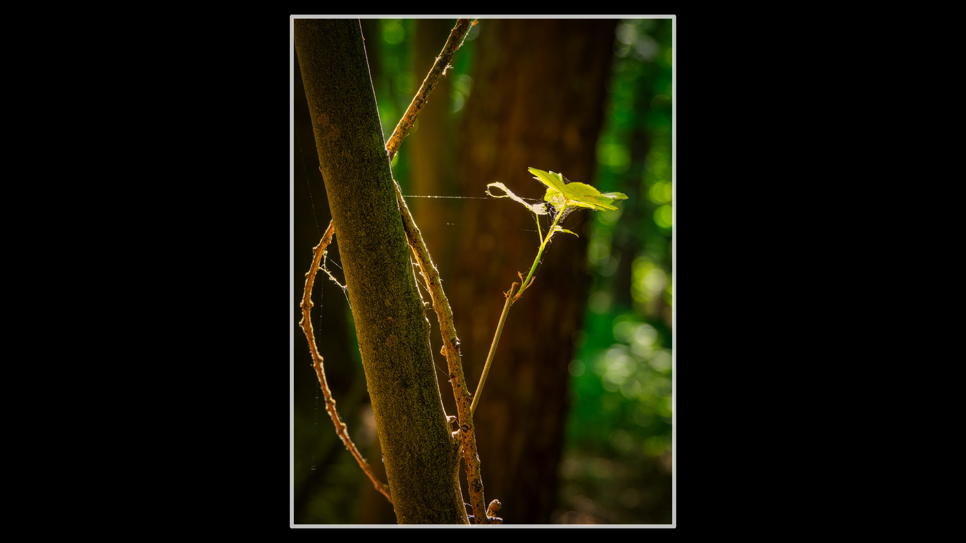 Single Leaf
