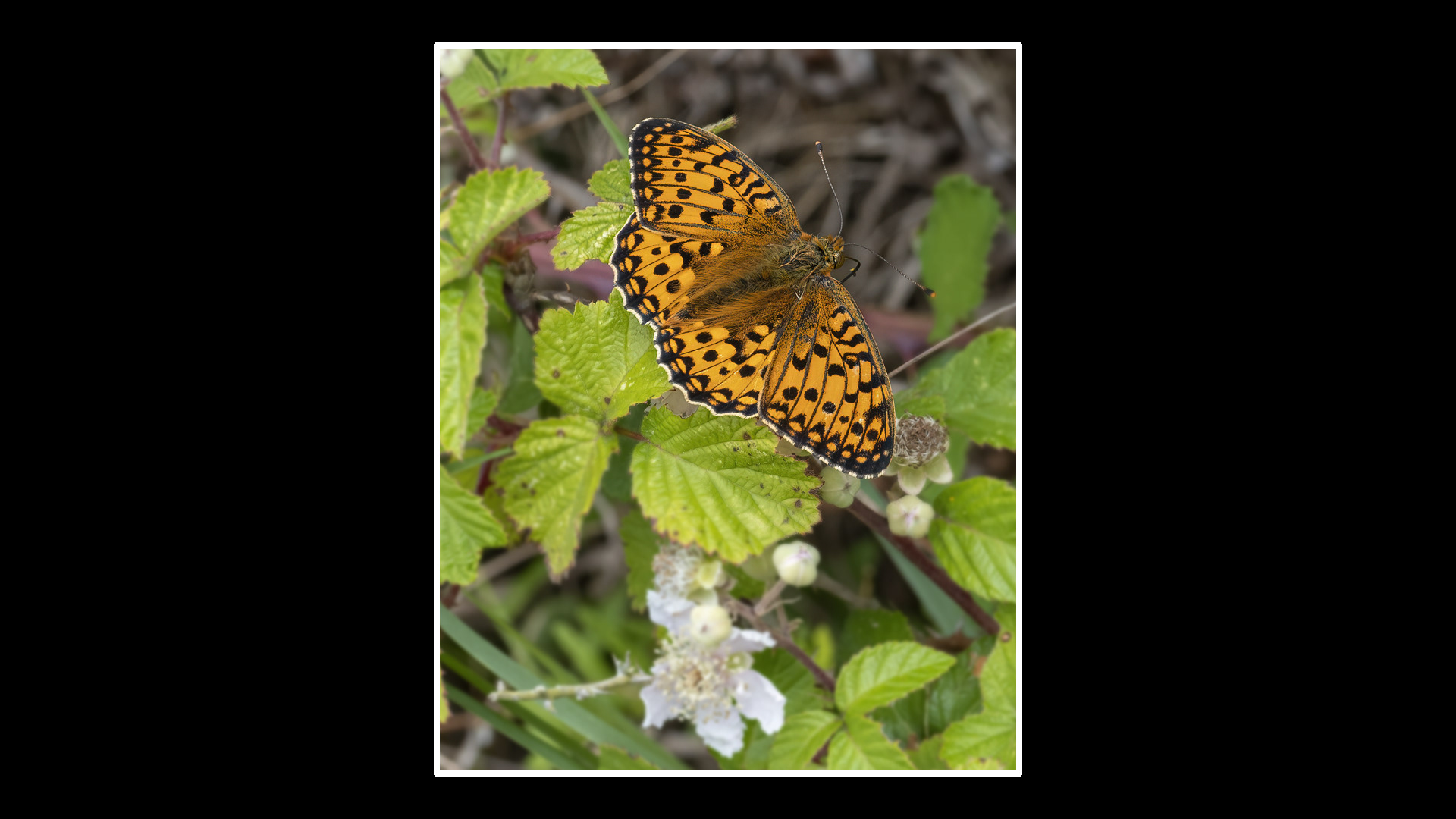 Dark Green Fritillary