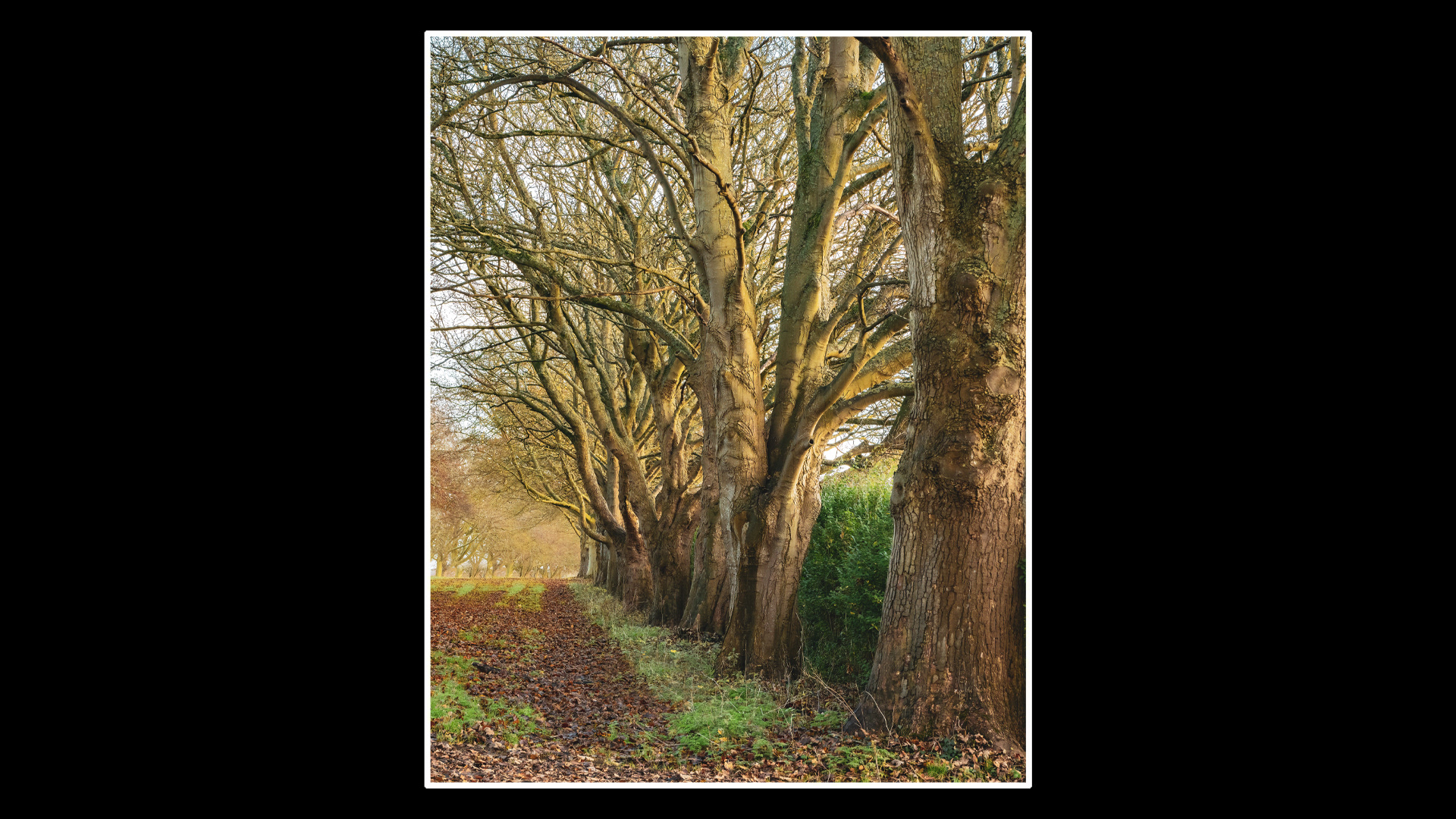 Sandringham, King's Avenue