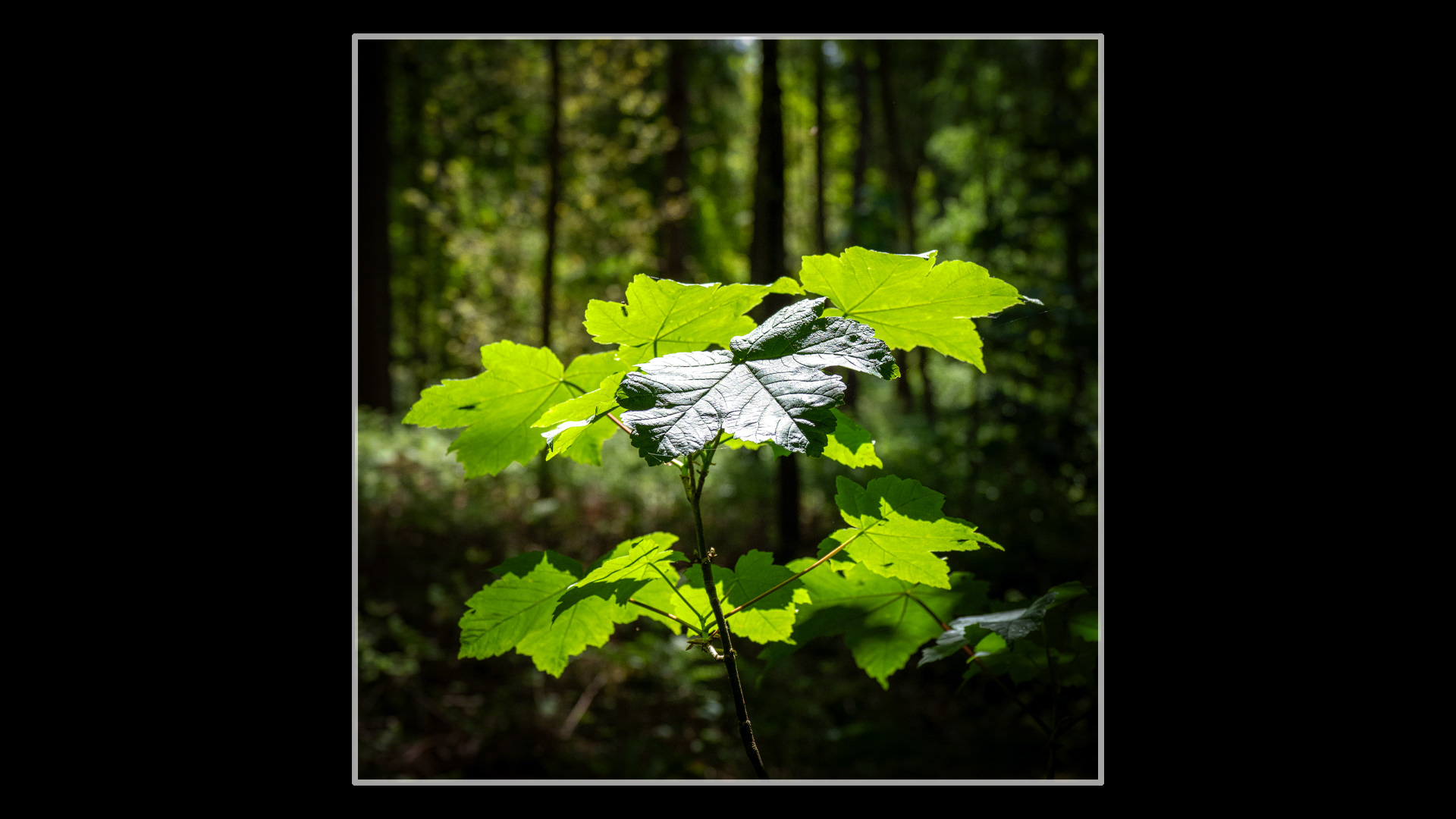 Back-lit Sycamore