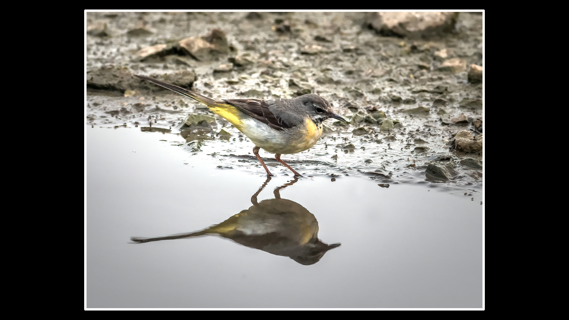 Grey Wagtail