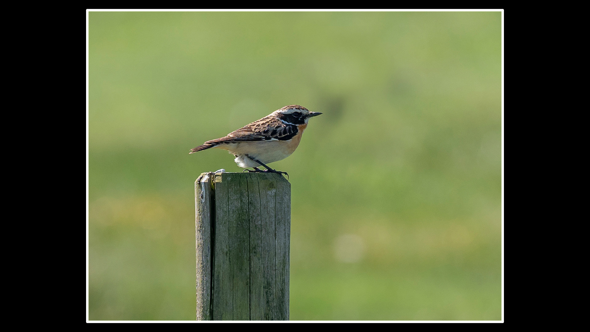 Whinchat