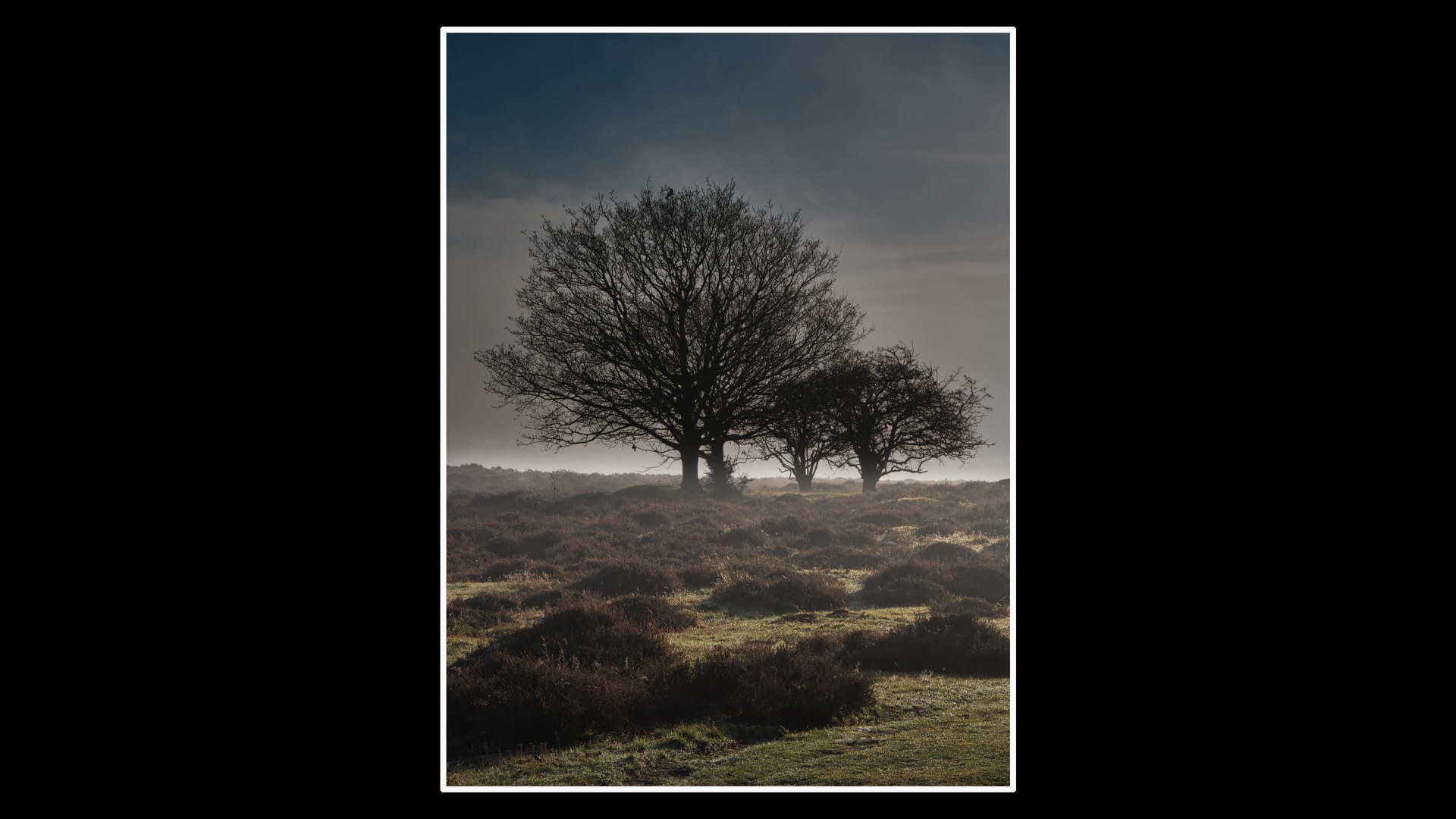 Roydon Common