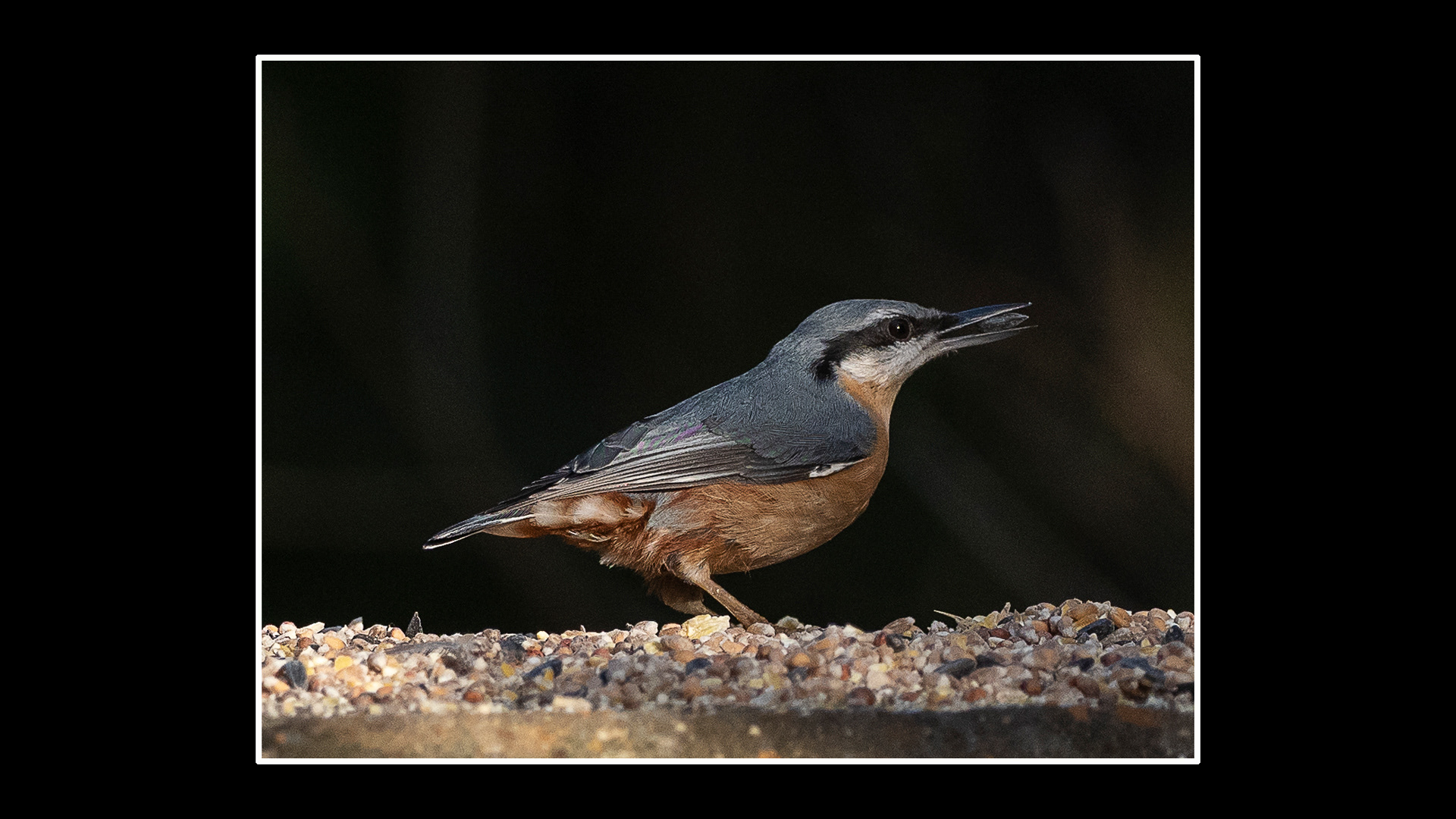 Nuthatch
