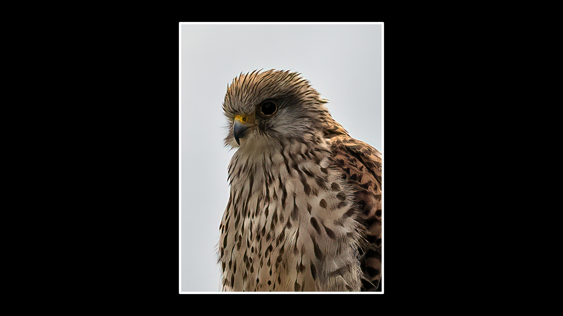 Kestrel